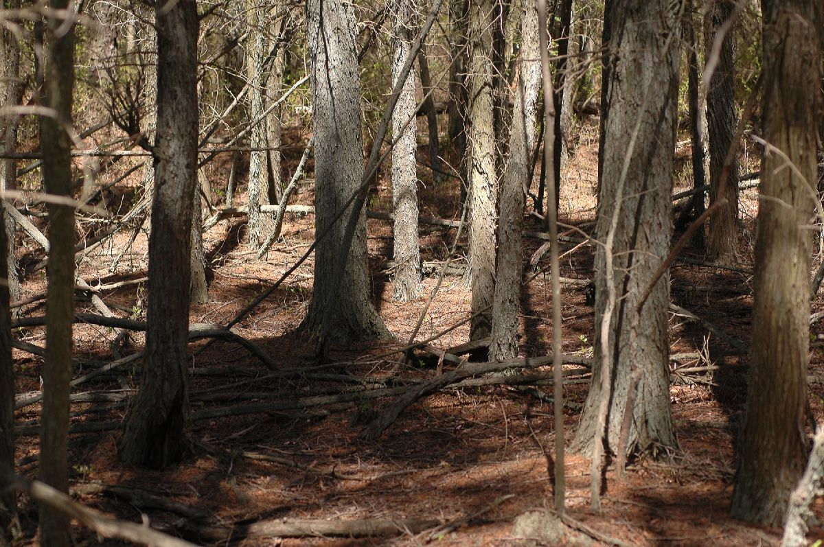 Cupressaceae Chamaecyparis thyoides
