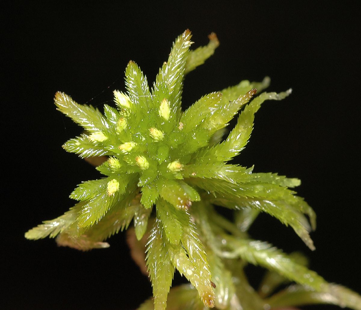 Sphagnaceae Sphagnum 