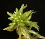 image of Sphagnum 