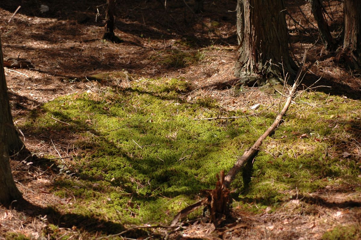 Cupressaceae Chamaecyparis thyoides