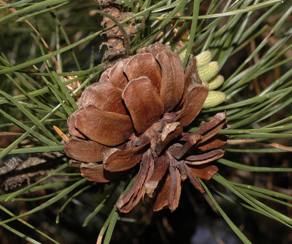 Pinaceae Pinus rigida