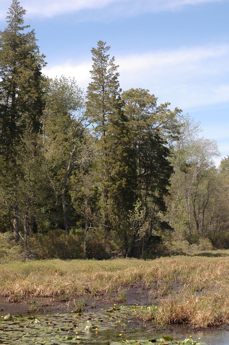 Pinaceae Pinus rigida