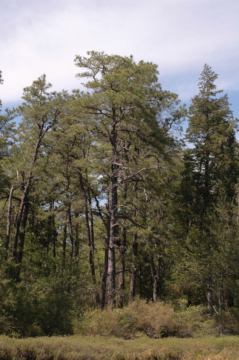 Pinaceae Pinus rigida