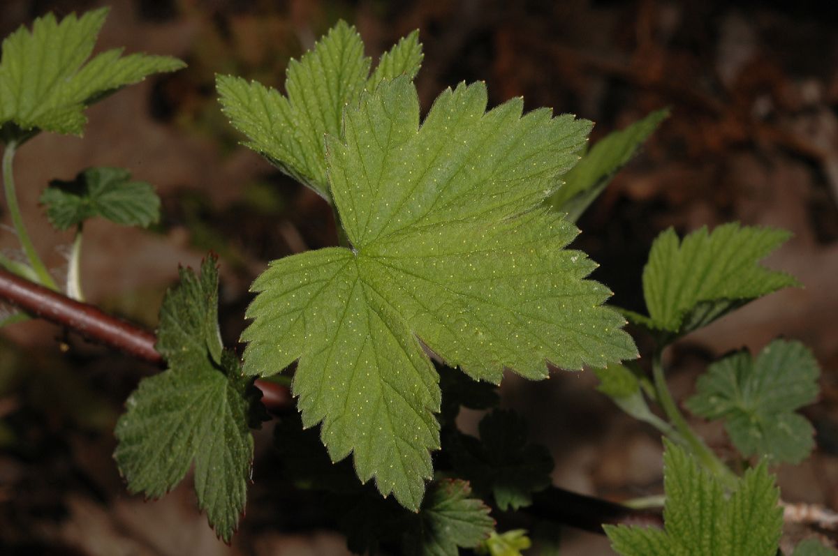 Grossulariaceae Ribes americanum