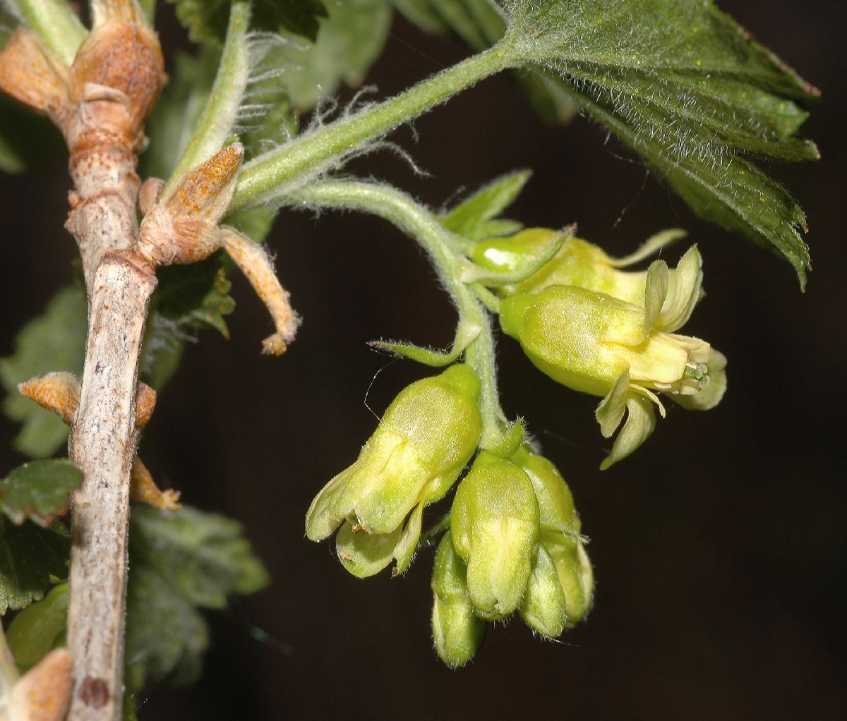 Grossulariaceae Ribes americanum