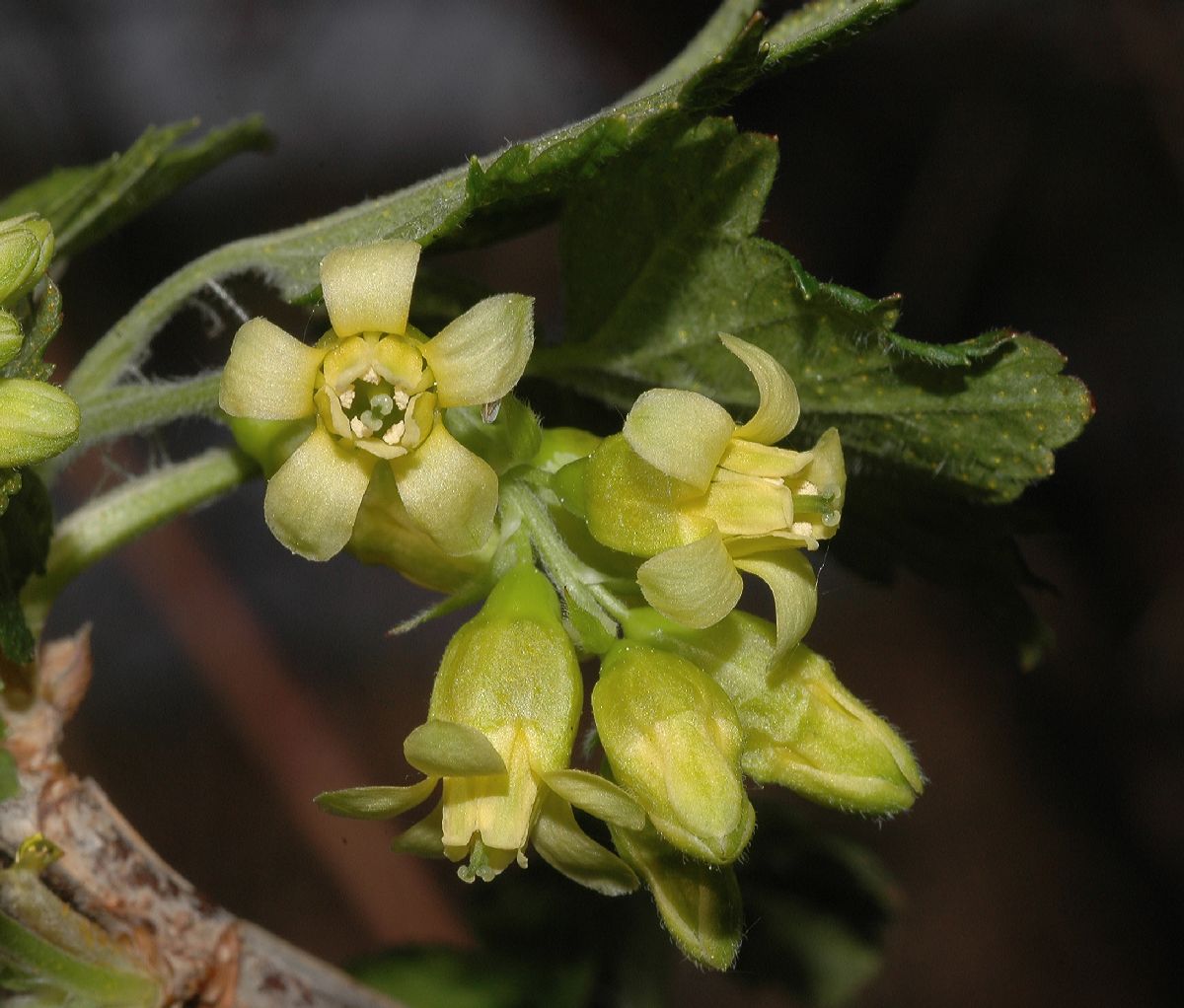 Grossulariaceae Ribes americanum