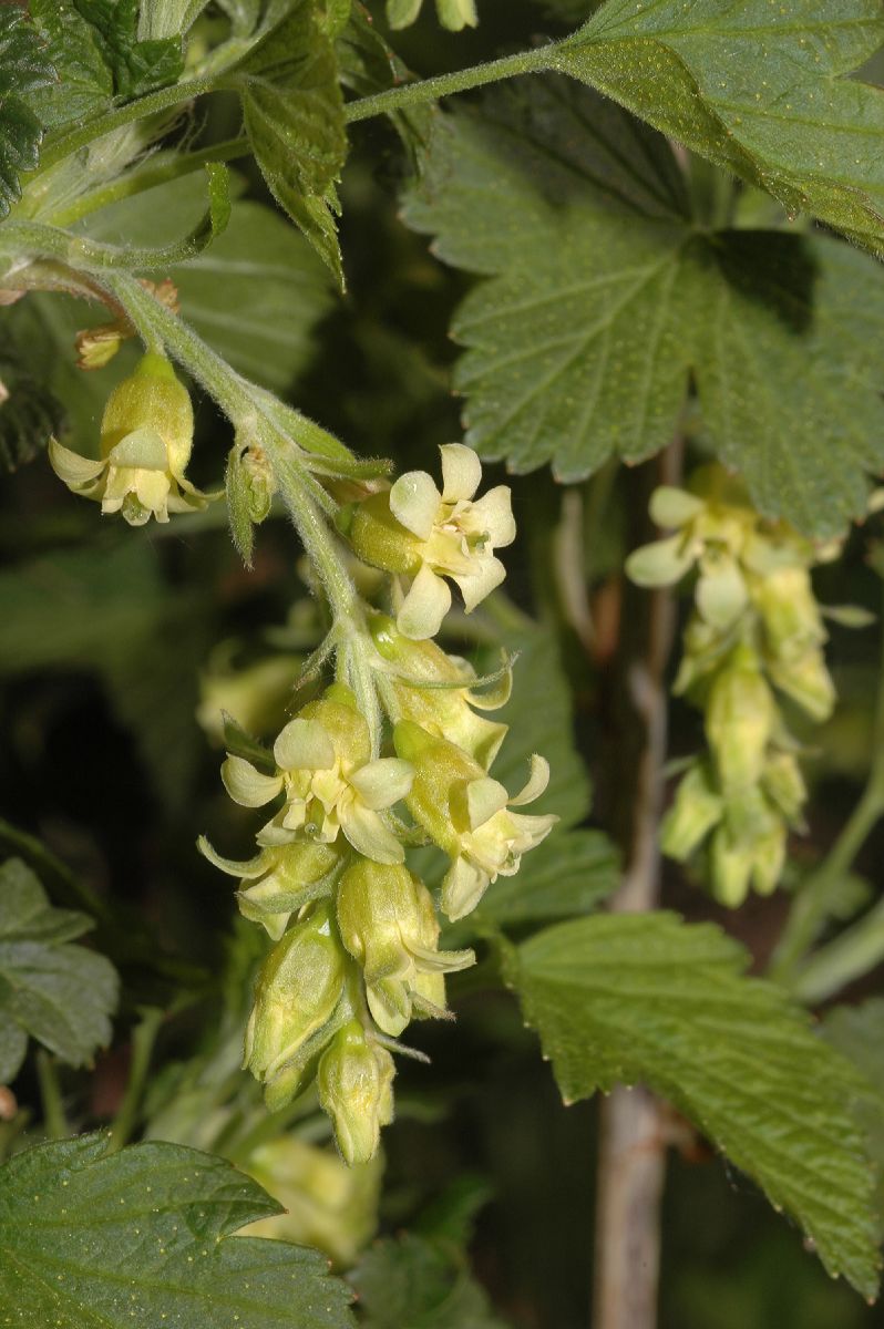 Grossulariaceae Ribes americanum