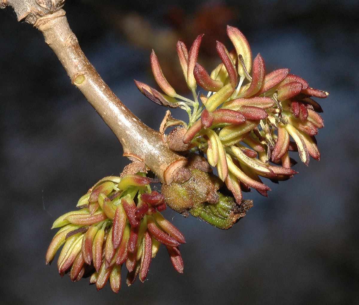 Oleaceae Fraxinus 