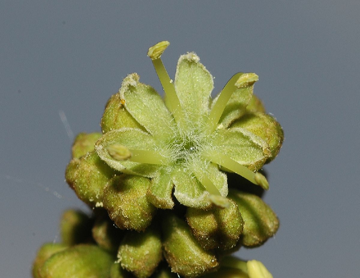 Fabaceae Gleditsia triacanthos