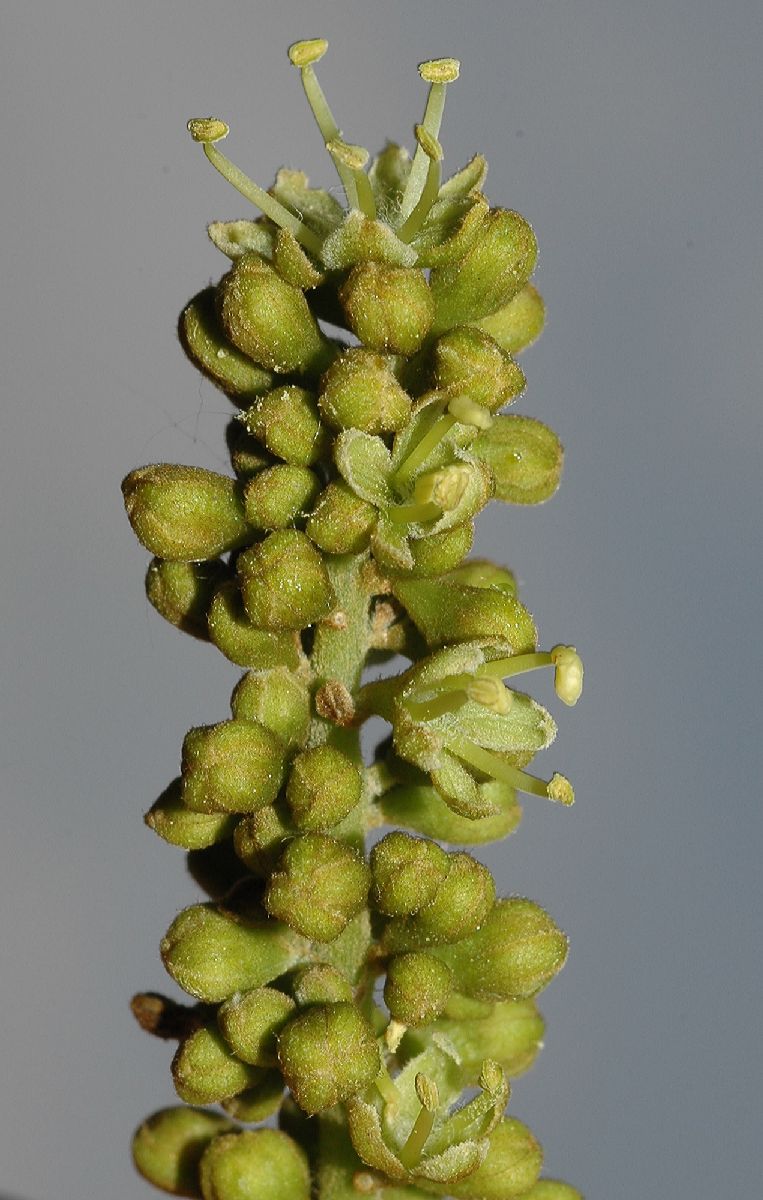 Fabaceae Gleditsia triacanthos