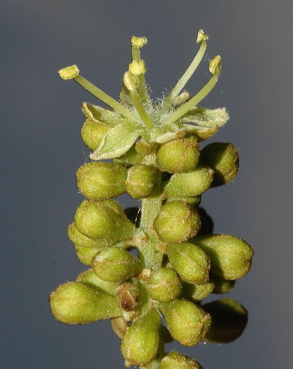 Fabaceae Gleditsia triacanthos