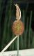 image of Typha minima
