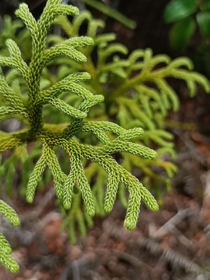 Lycopodiaceae Palhinhaea cerrojefensis