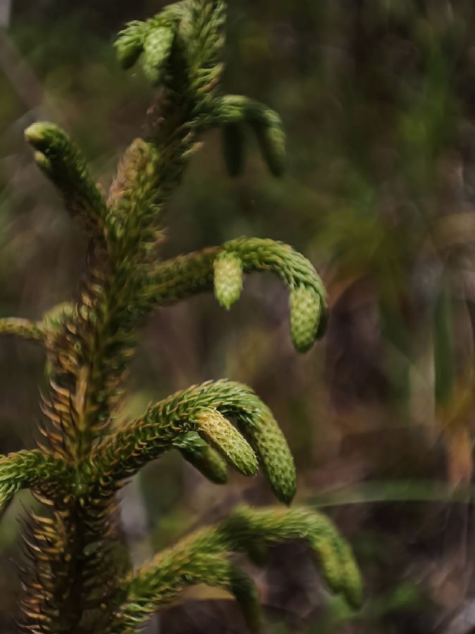 Lycopodiaceae Palhinhaea cerrojefensis