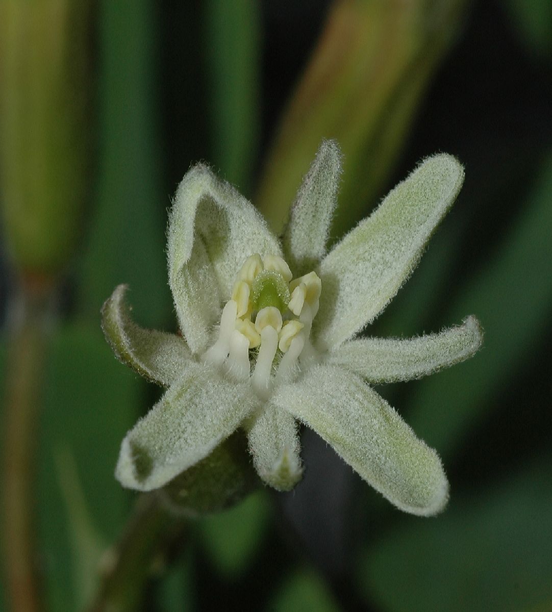 Fabaceae Gymnocladus dioica