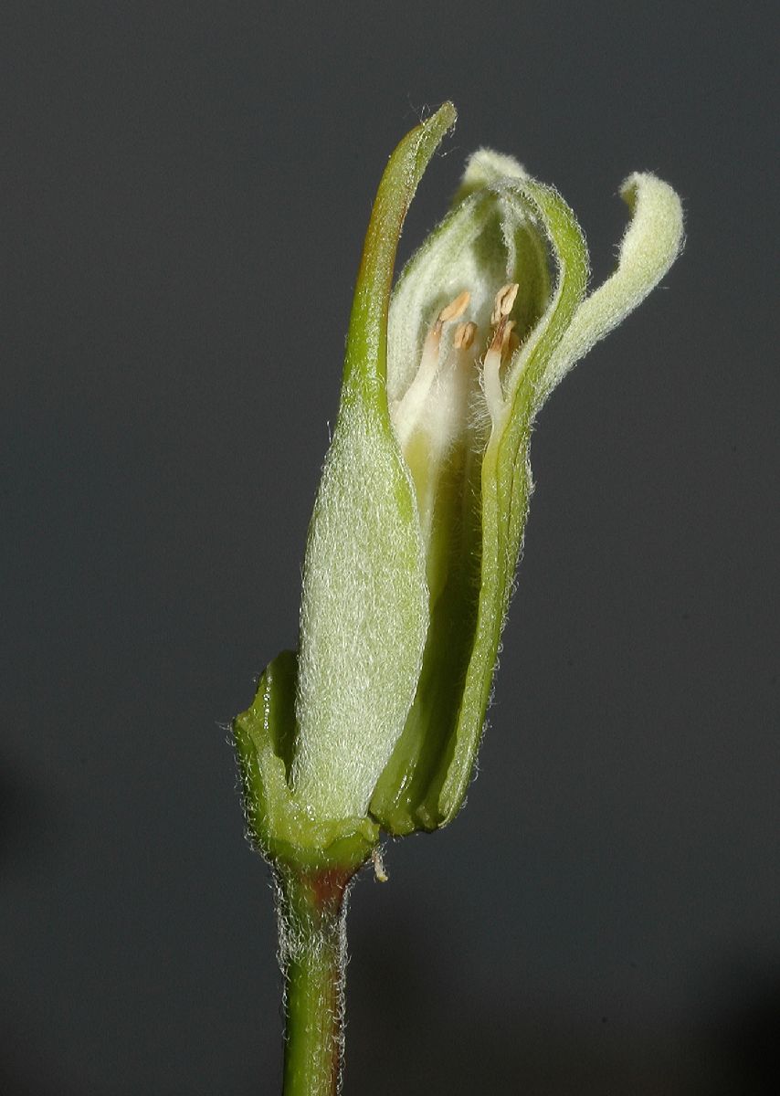 Fabaceae Gymnocladus dioica