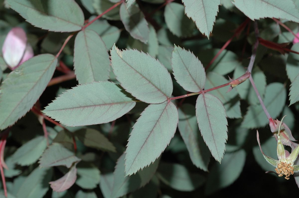 Rosaceae Rosa glauca