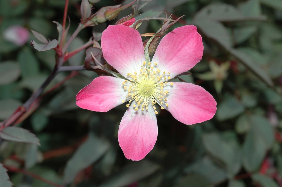 Rosaceae Rosa glauca