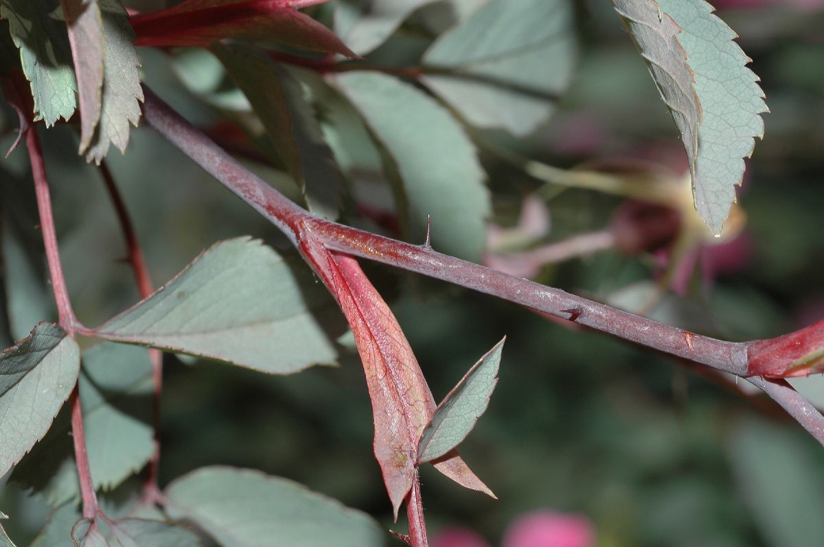 Rosaceae Rosa glauca