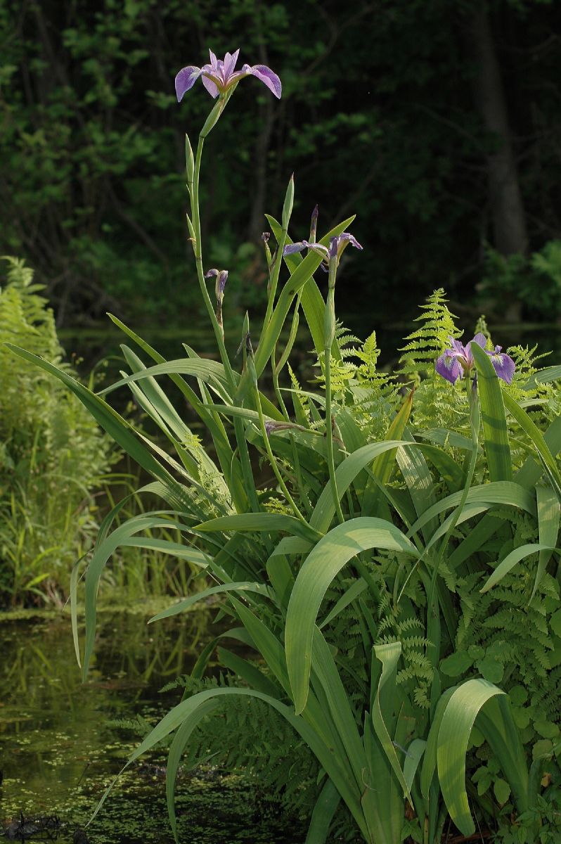 Iridaceae Iris versicolor