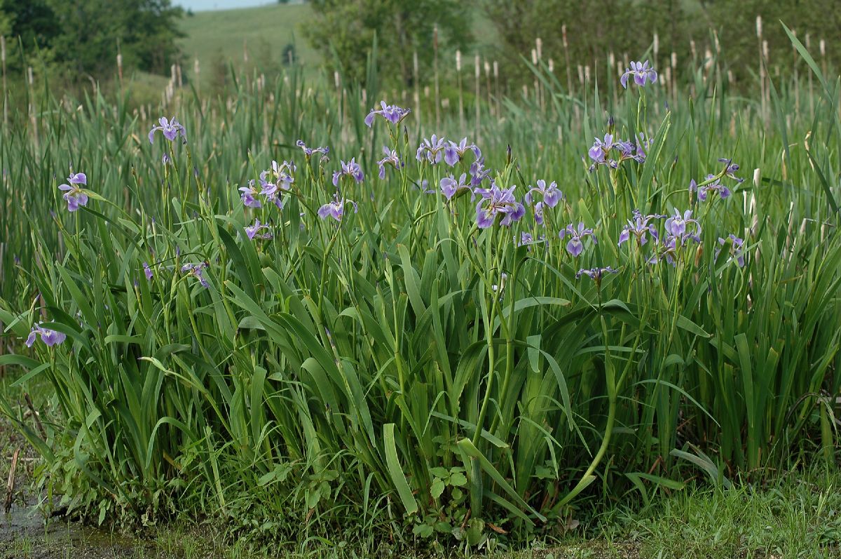 Iridaceae Iris versicolor