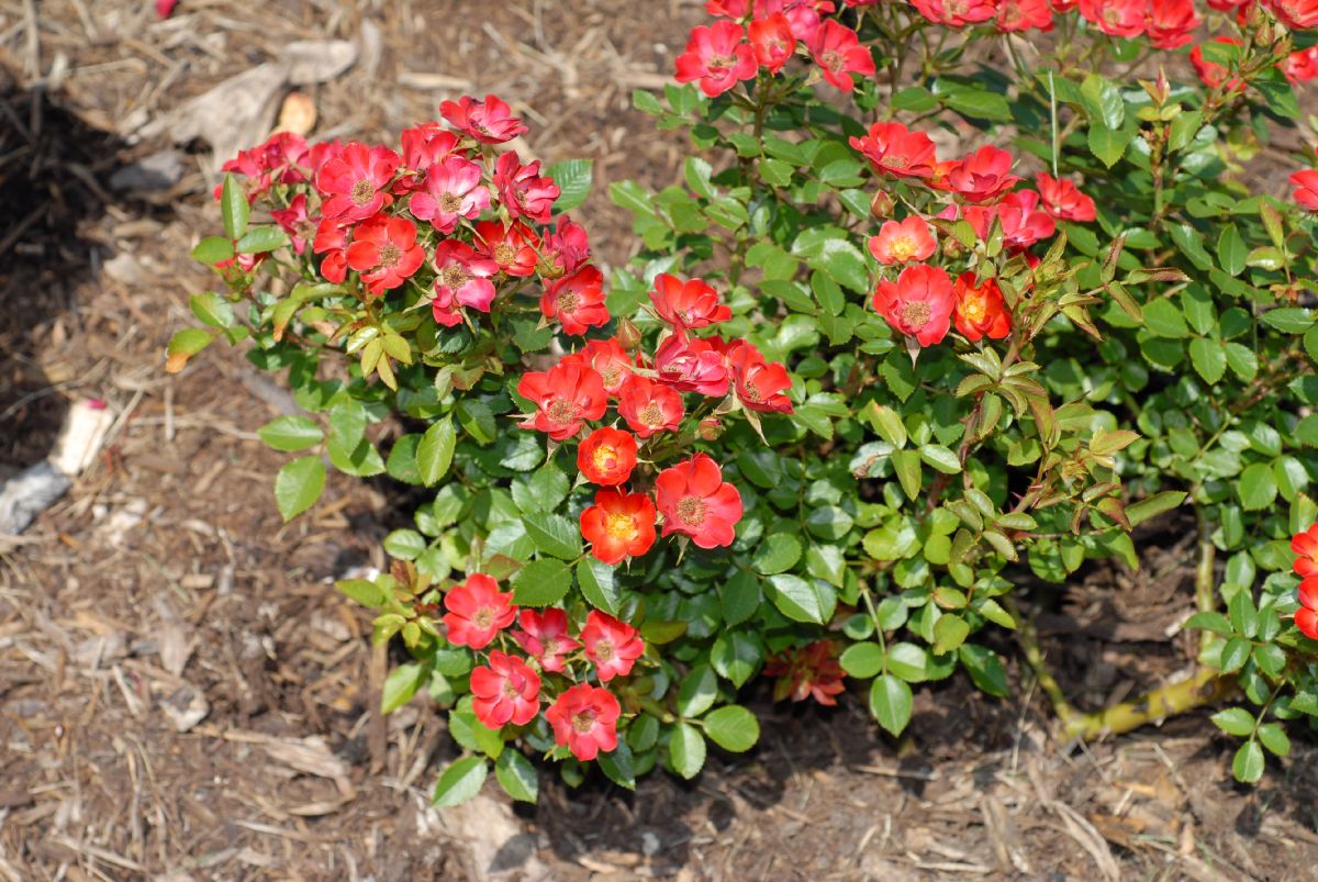 Rosaceae Rosa 