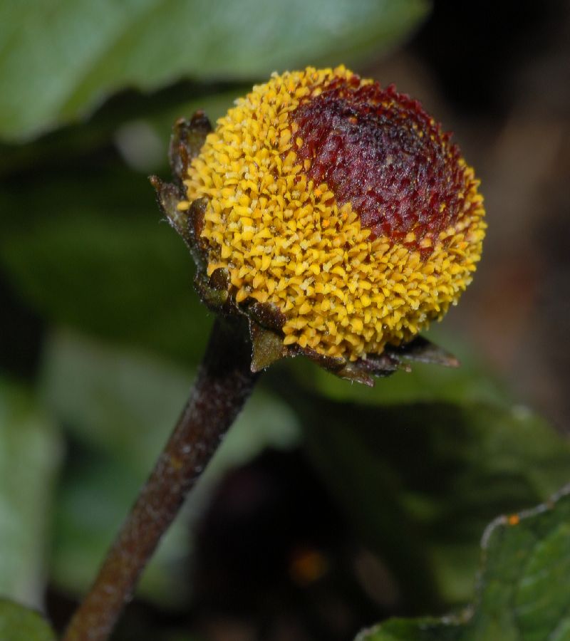 Asteraceae Spilanthes 