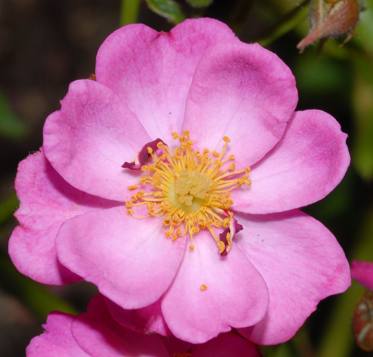 Rosaceae Rosa 