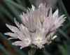 image of Allium schoenoprasum