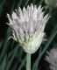 image of Allium schoenoprasum