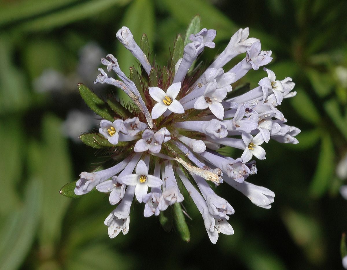 Rubiaceae Asperula orientalis