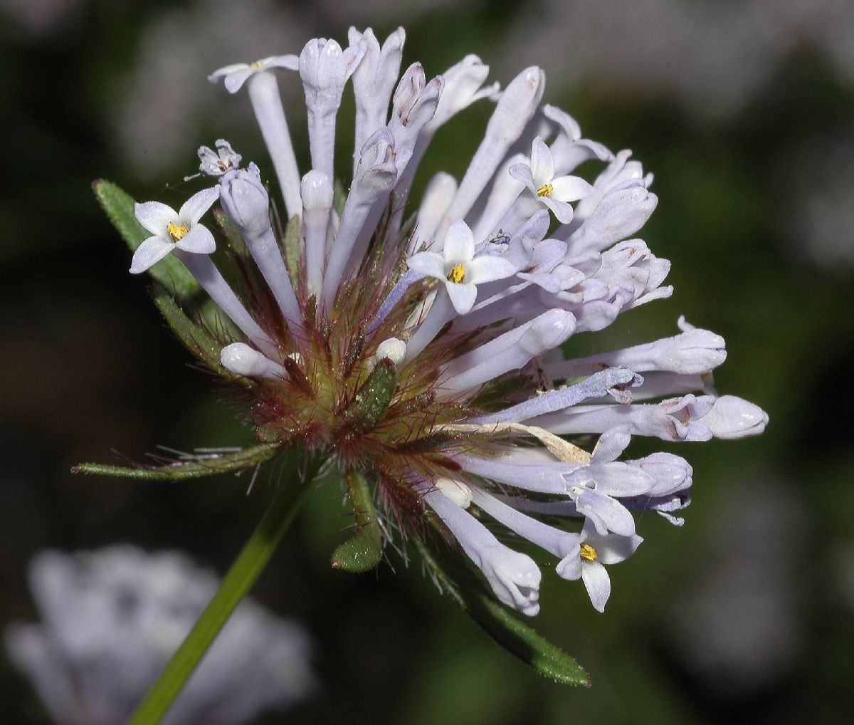 Rubiaceae Asperula orientalis