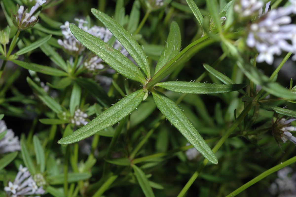 Rubiaceae Asperula orientalis