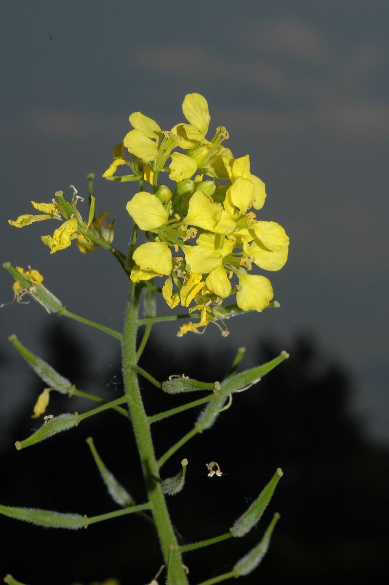 Brassicaceae Brassica hirta