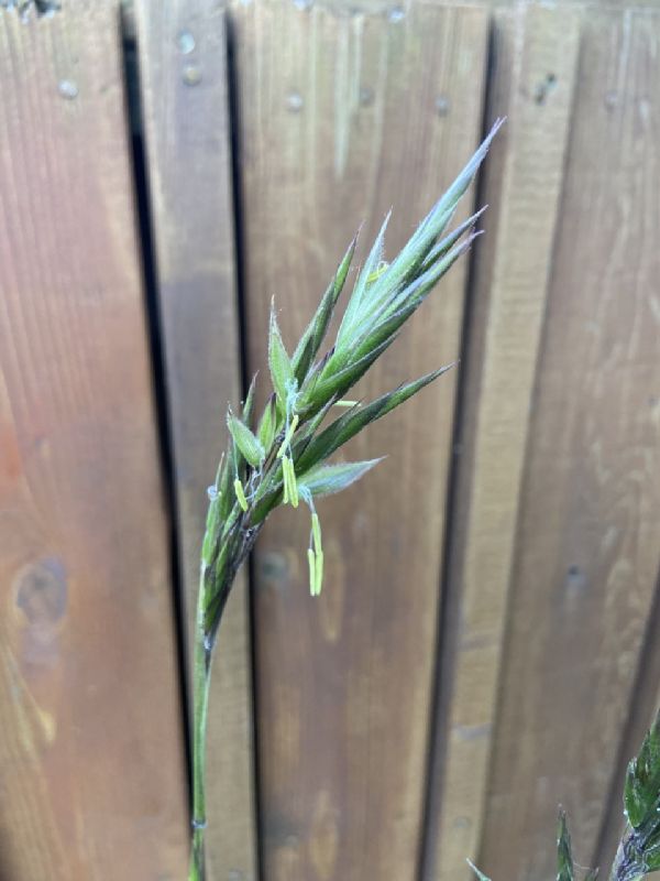 Poaceae Arundinaria gigantea