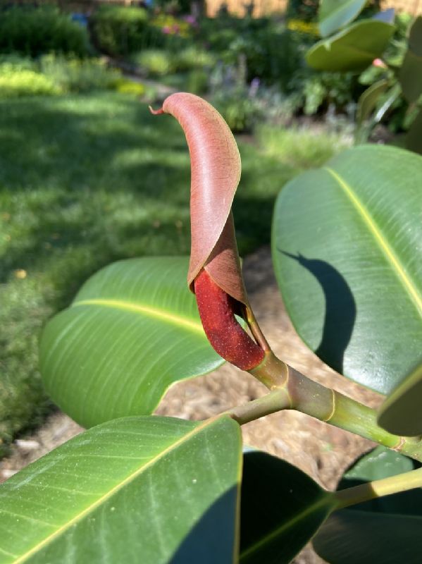 Moraceae Ficus elastica