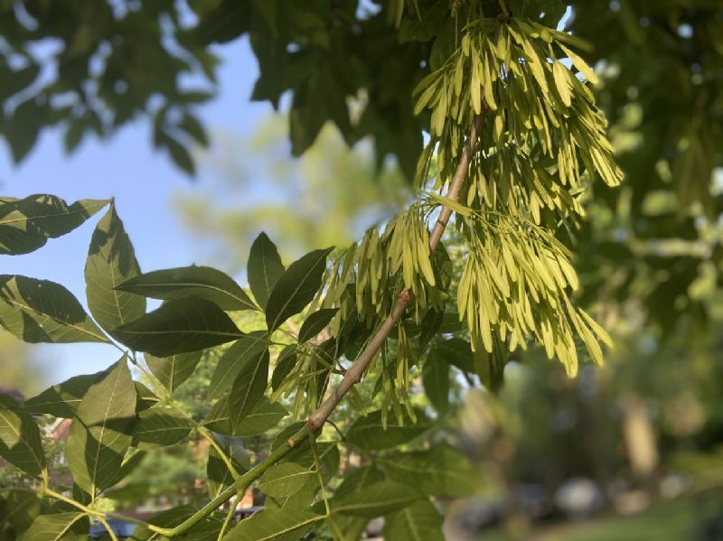 Oleaceae Fraxinus americana