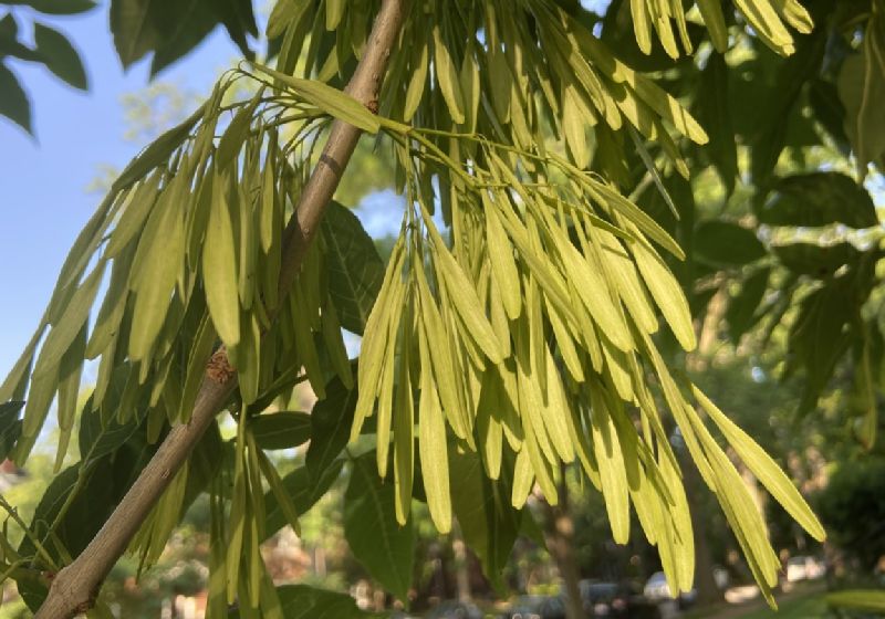 Oleaceae Fraxinus americana