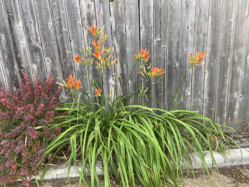 Asphodelaceae Hemerocallis fulva