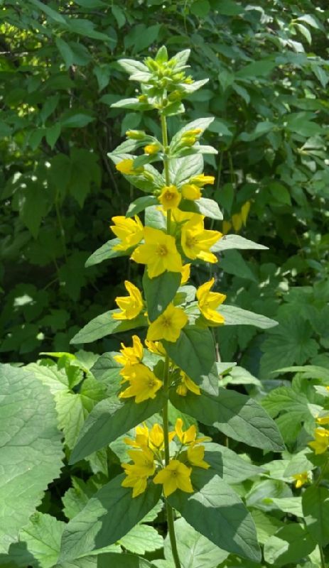 Primulaceae Lysimachia ciliata