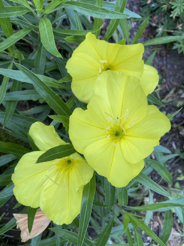 Onagraceae Oenothera macrocarpa