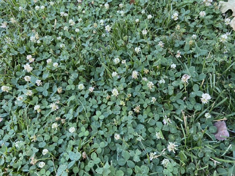 Fabaceae Trifolium repens