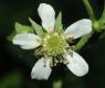 image of Geum canadense