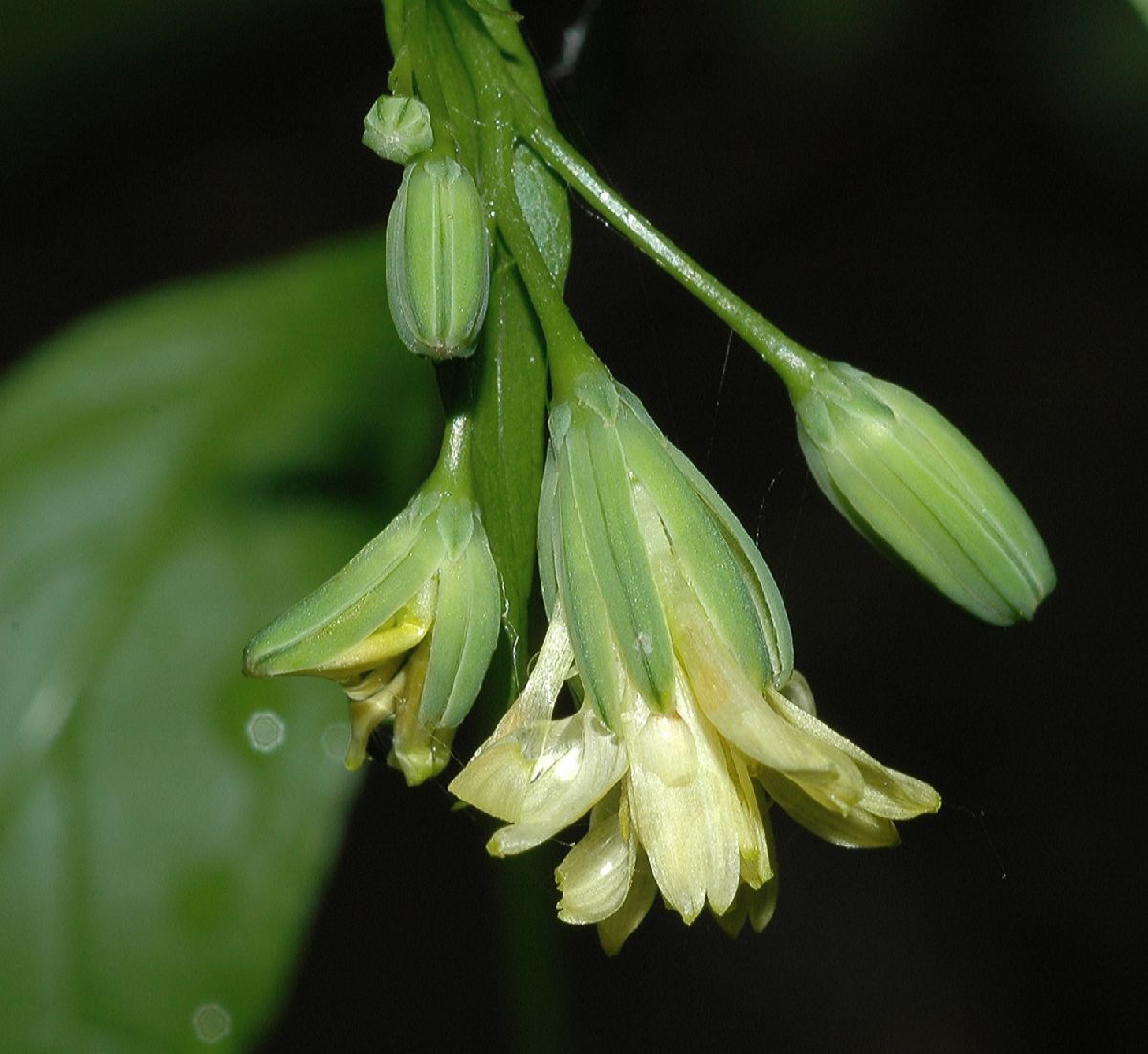 Asteraceae Lapsana communis