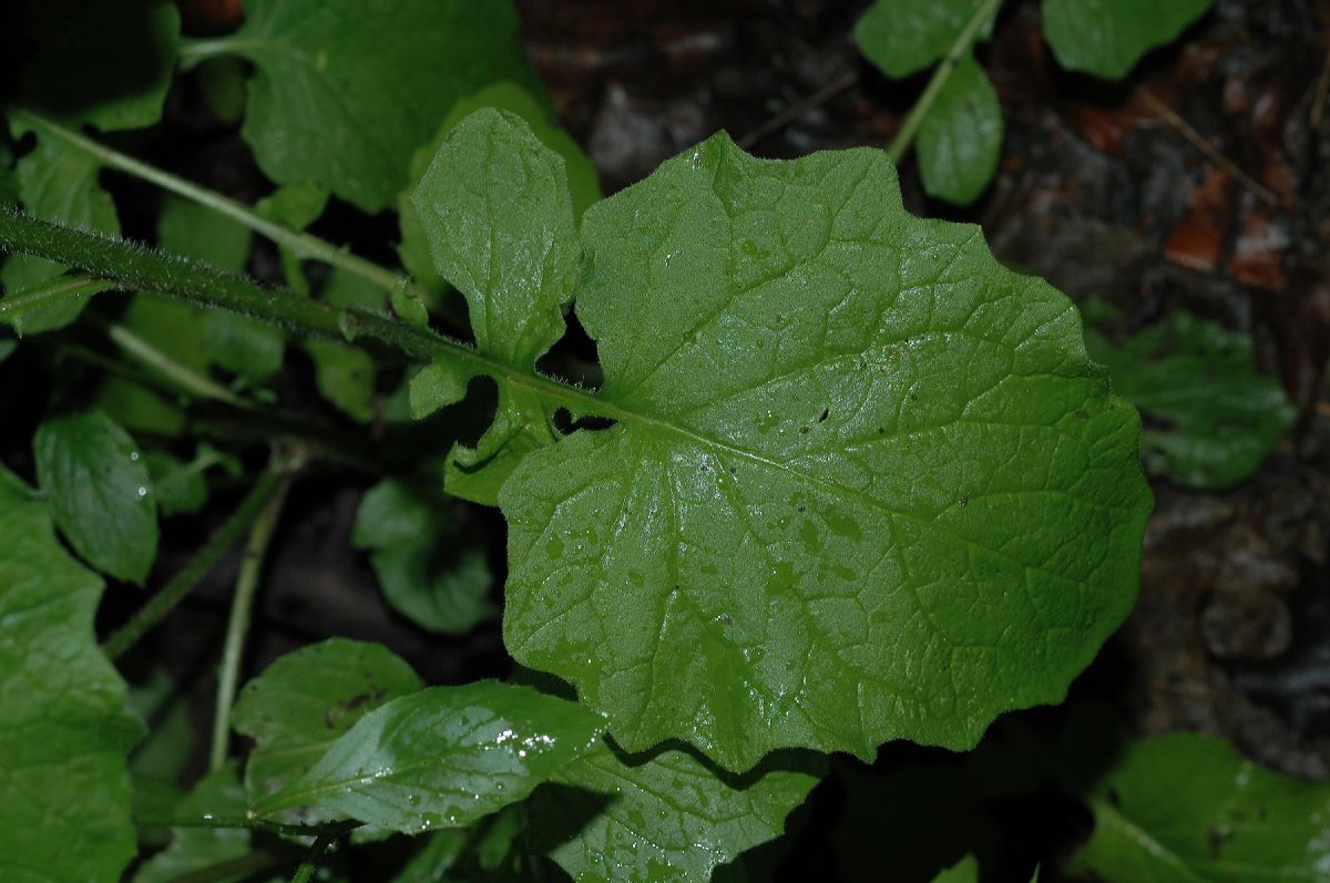 Asteraceae Lapsana communis