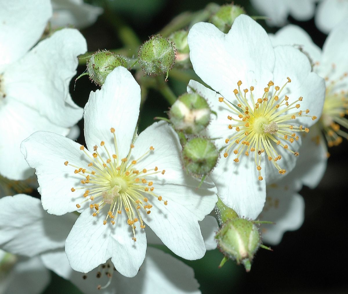 Rosaceae Rosa multiflora