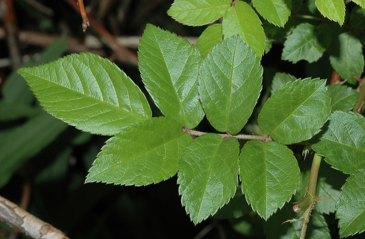 Rosaceae Rosa multiflora