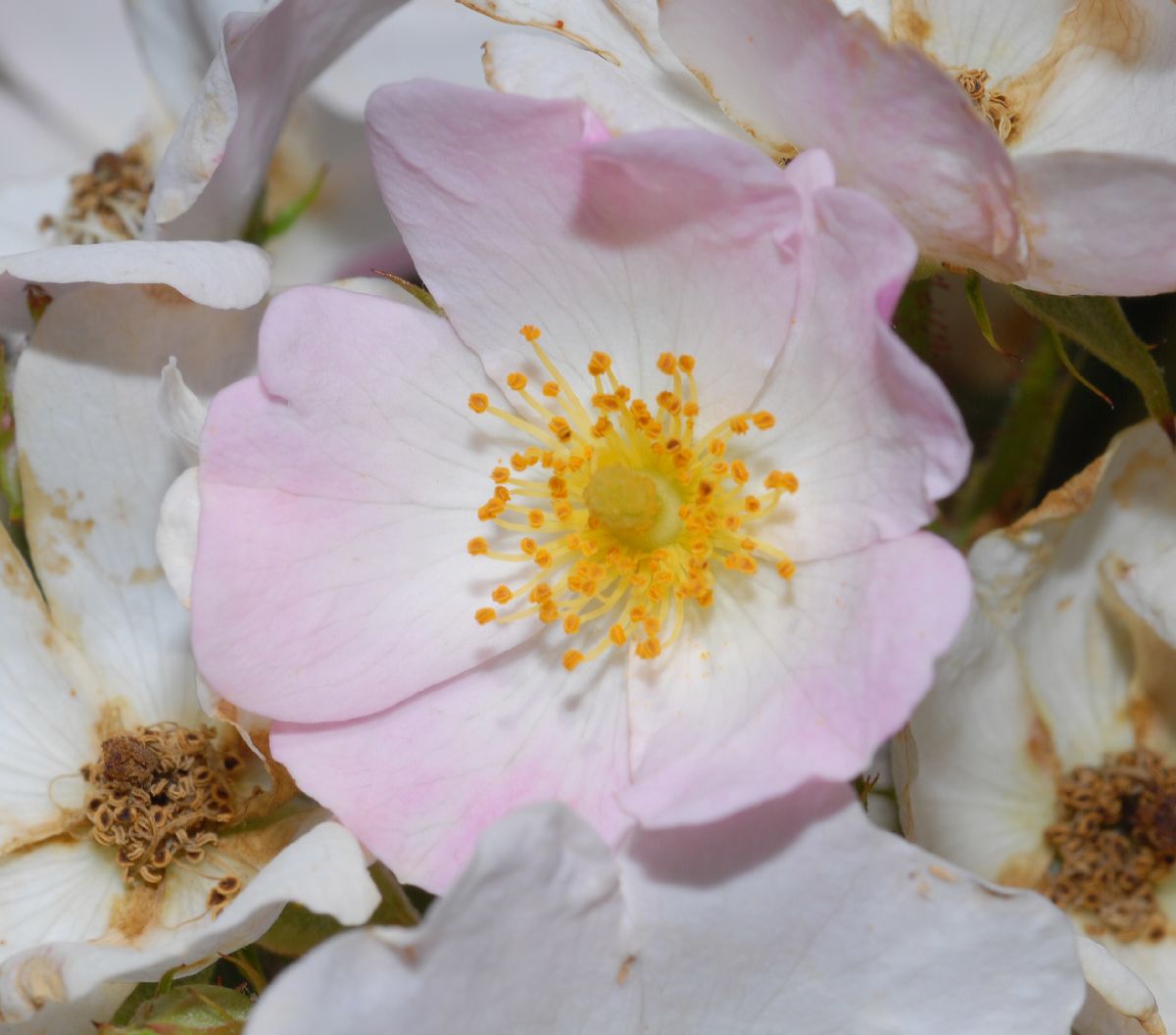 Rosaceae Rosa 