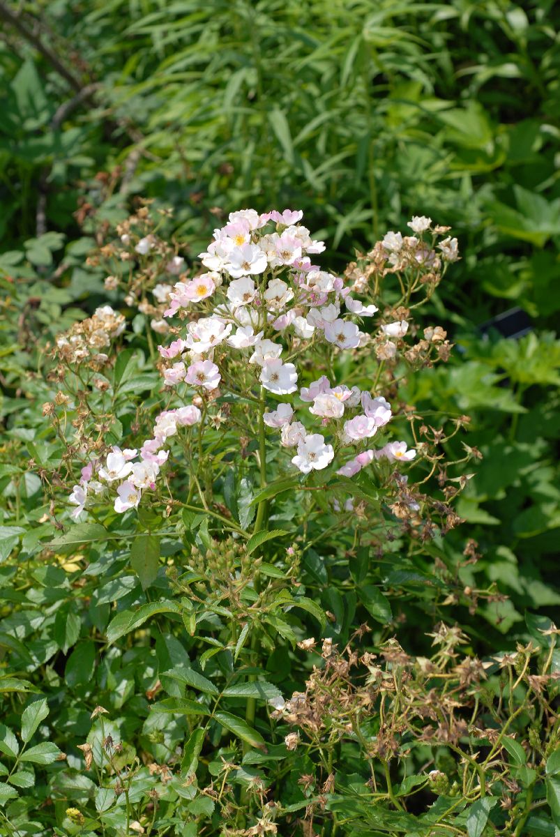 Rosaceae Rosa 