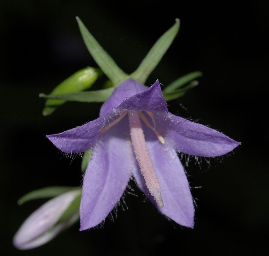 Campanulaceae Campanula americana